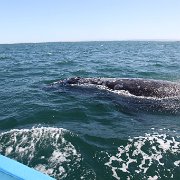 IMG 0001 2 (280)